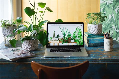 25 Best Low-Maintenance Office Plants