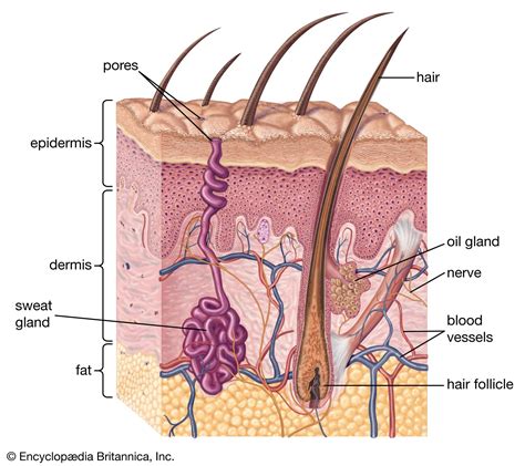 Human skin - Sweat Glands, Sebaceous, Hair Follicles | Britannica