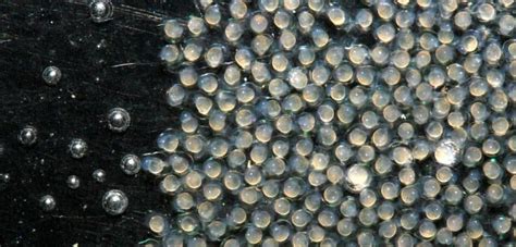 What Do Fish Eggs Look Like? 23 Species Of Egg Examined | Tankofish