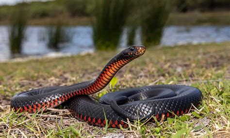 Black Snake with Red Belly in Florida: What Is It and Is It Poisonous ...