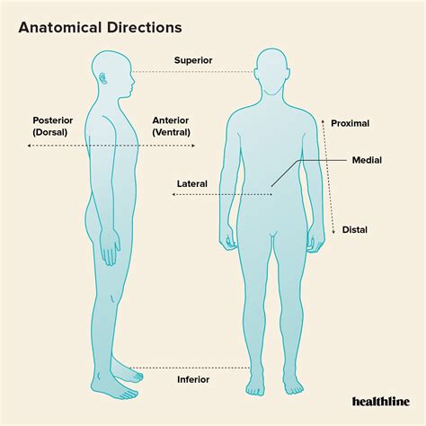 Anatomy and Physiology Anatomical Planes and Cavities