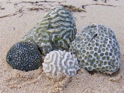 Coral Rocks | Some coral rocks I found on the beach near the… | Flickr