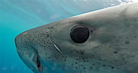 Let a great white shark look you in the eye (video) | Great white shark ...