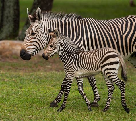 Disney Names Baby Zebra in Honor of Disney World's 50th Anniversary