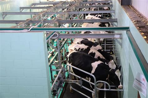 Cow Milking Machines: How Do They Work?