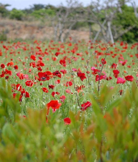 1366x1600 Resolution poppies, field, grass 1366x1600 Resolution ...