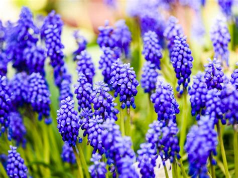 Naturalizing Grape Hyacinths - Tips On Planting Grape Hyacinth Bulbs In ...