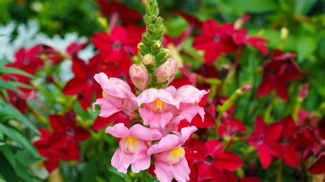 How To Grow And Take Care Of Snapdragons