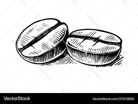 Coffee bean sketch hand drawing vintage clip art Vector Image