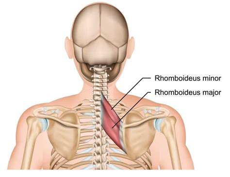 Rhomboid Muscle Pain | Prime Care Physiotherapy