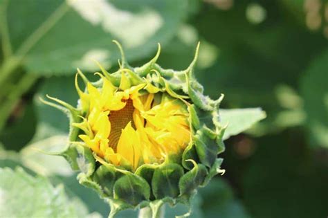 How Long Do Sunflowers Stay in Bloom Before They Last and Die ...