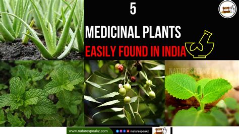 5 Medicinal Plants Easily Found in India - Medicinal Plants