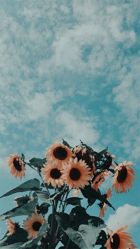 Aesthetic, calm, flowers, pretty, sunflowers, vintage, HD phone ...