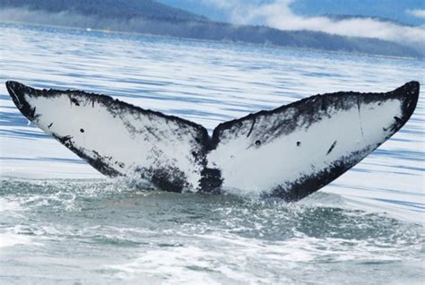 Flame: Juneau, Alaska’s Wildlife Superstar | NOAA Fisheries