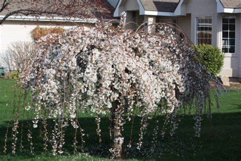 How to Grow the Dwarf Weeping Cherry Tree Dwarf Weeping Trees, Dwarf ...