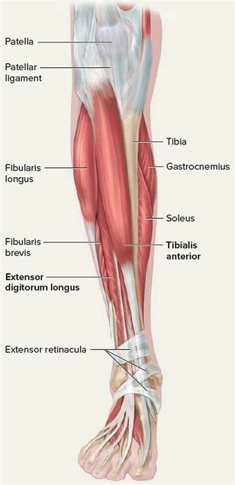 Lower Leg Anatomy Tendons : Tendons And Ligaments In Foot And Leg ...