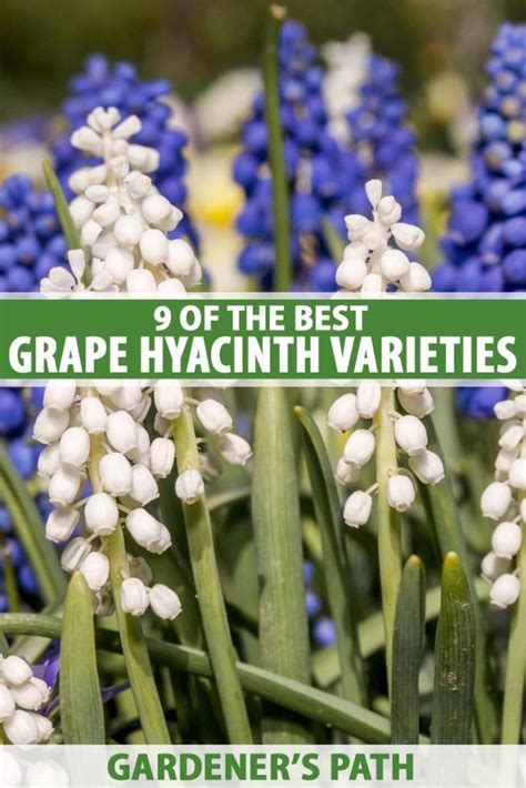 9 of the Best Grape Hyacinth Varieties for the Garden | Gardener’s Path