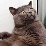 Surprised cat Meme Generator - Imgflip