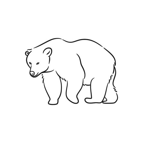 How To Draw A Bear