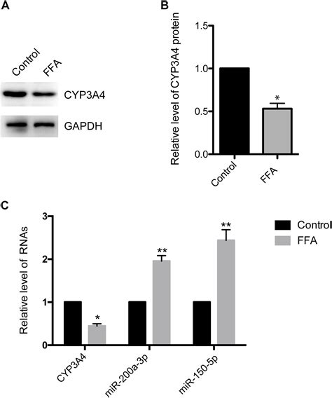 Frontiers | Transcriptional Repression of CYP3A4 by Increased miR-200a ...