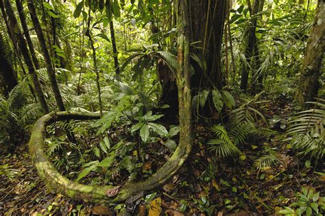 Ecuador, America, Yasuni National Park, Amazon Rainforest