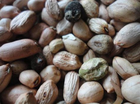 How To Remove Aflatoxins From Peanuts? - The Food Untold