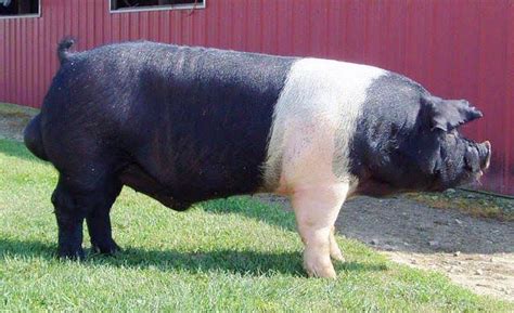 EXOTIC BREEDS OF PIG: WHAT YOU NEED TO KNOW BEFORE CHOOSING A BREED