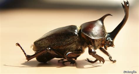 Rhino beetle horns come cheap | Rhino beetle, Beetle, Stag beetle