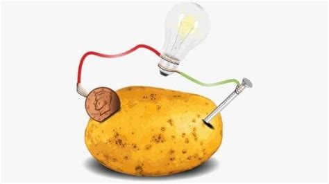 Potato Light Bulb Science Fair Project | Shelly Lighting