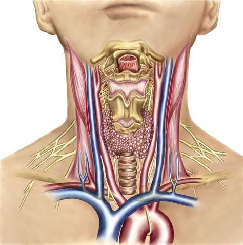 Drab Throat Anatomy Free Photos - Www