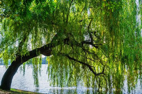 Weeping Willow Tree Guide | Planting & Care Tips for Willow Trees