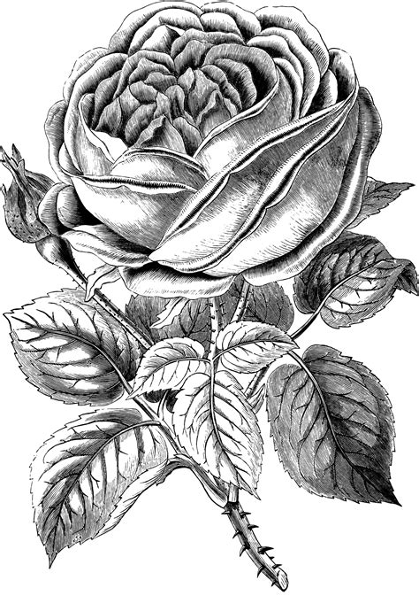 Rose black and white black and white images of roses clipart - WikiClipArt