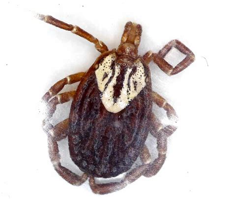 Gulf Coast Tick (Amblyomma maculatum) • TickSafety.com