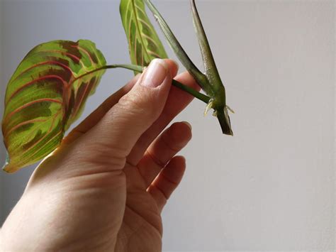 Red Prayer Plant Propagation - Folkscifi