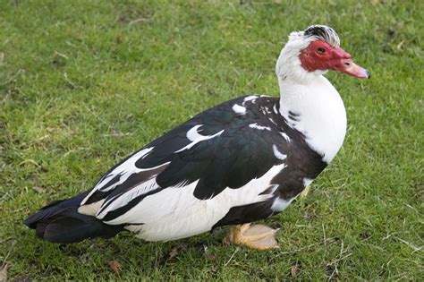 Free photo: Muscovy Ducks - Bird, Birds, Brown - Free Download - Jooinn