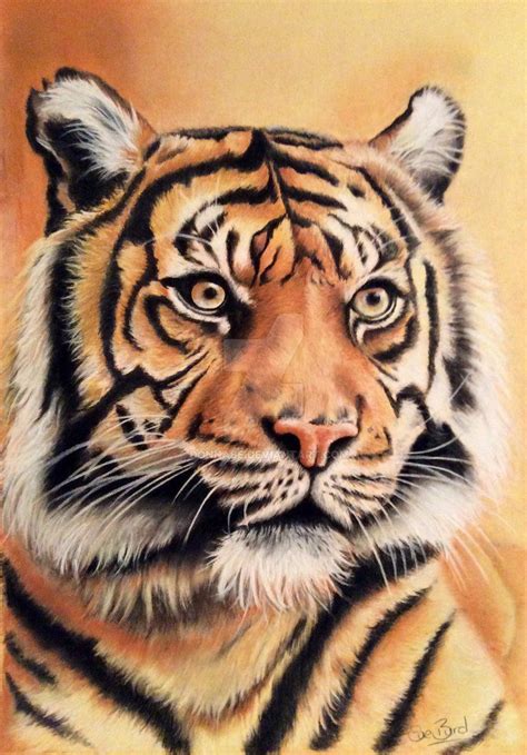 Tiger pencil drawing So im done with the little tiger drawing , found ...