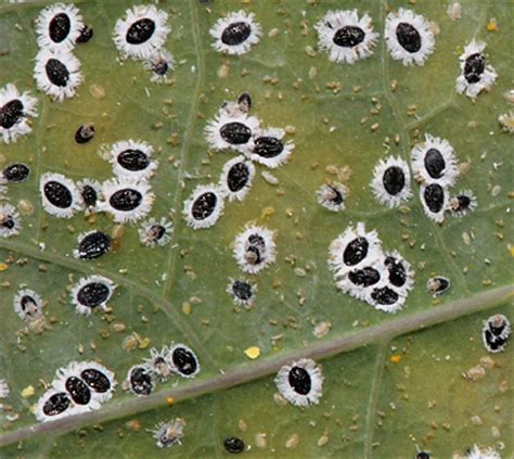 Whitefly Pupae (Tetraleurodes sp.) - The Firefly Forest