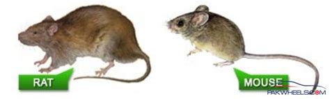 Differences Between Rats and Mice | ProActive Pest Management