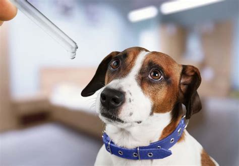 Colloidal Silver for Dogs: Safety, Uses, and Risks