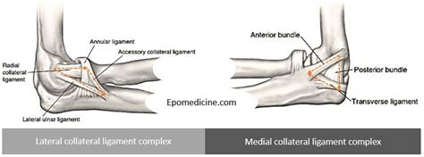 Arcuate Ligament Elbow