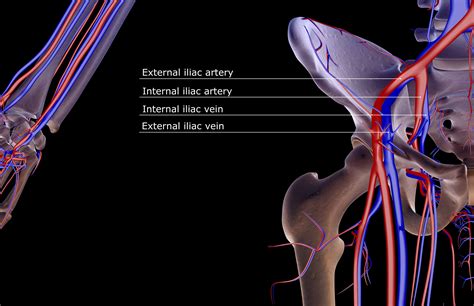 Internal Iliac Artery: Anatomy, Function, and Significance