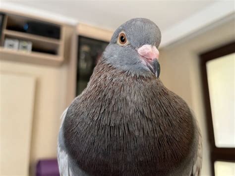 Pigeons As Pets & Keeping Pet Pigeons - Pigeon How