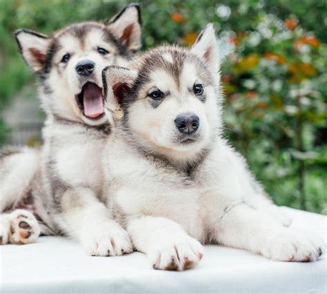 Pictures Of Huskies - An Amazing Gallery of Siberian And Alaskan Dogs ...