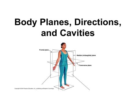 Human Body Orientation And Direction Diagram Printable - Free Printable ...