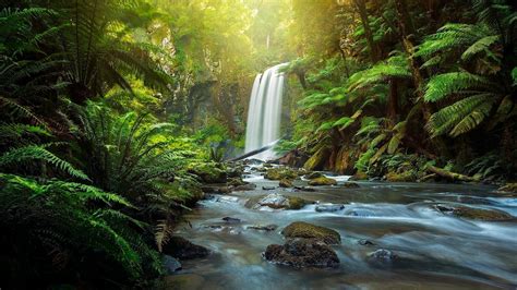 Forest Waterfall