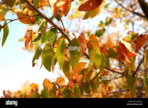 Mopane or butterfly tree (Colophospermum mopane) is a tree native to ...