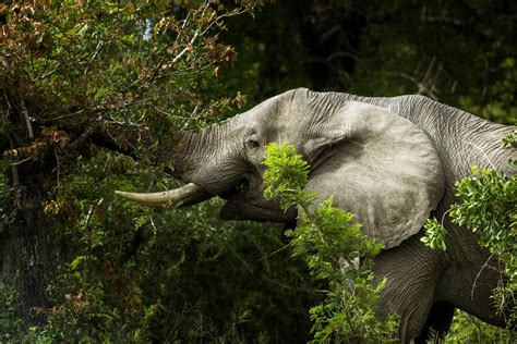 Africa's elephants now endangered by poaching, habitat loss