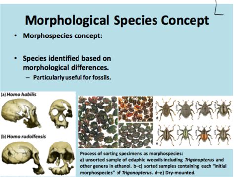 AP Bio Chapter 22: The Origin of Species Flashcards | Quizlet