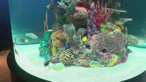 Electric City Aquarium Opens - YouTube