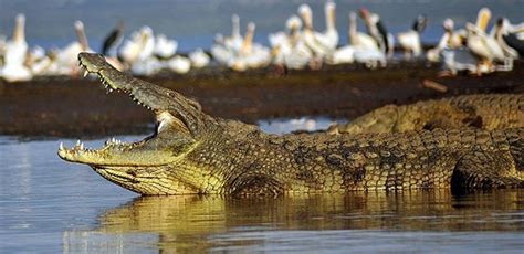 Nile Crocodile | The Animal Facts Habitat, Diet, Appearance and More!